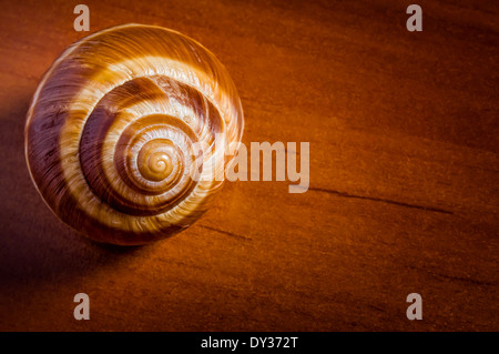 Seule coquille d'escargot, escargot de Bourgogne, sur une table en bois Banque D'Images