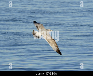 Goéland argenté - Larus argentatus - 2e hiver. Banque D'Images