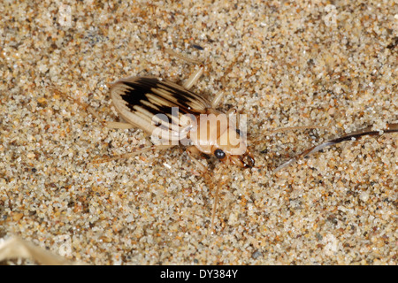 Rivage ou Beachcomber Beetle - Eurynebria complanata Banque D'Images