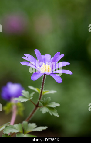 Anemone blanda dans une fleur de printemps frontière. Banque D'Images