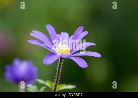 Anemone blanda dans une fleur de printemps frontière. Banque D'Images