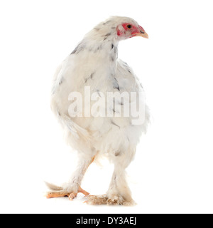 Poulet brahma in front of white background Banque D'Images
