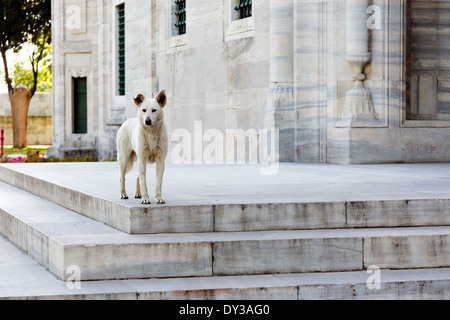 Relation parfois controversés pour chien dans la culture islamique Banque D'Images