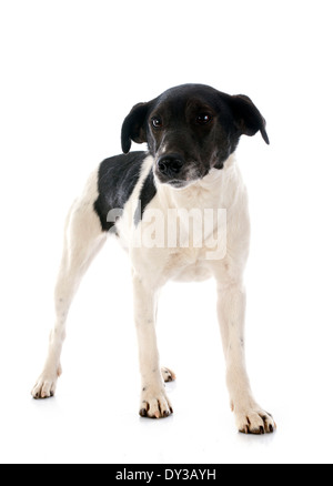 Portrait d'une lisse de race fox terrier in front of white background Banque D'Images