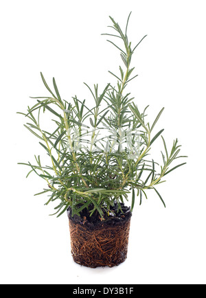 Rosmarinus officinalis in front of white background Banque D'Images