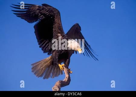 Pygargue à tête blanche - Haliaeetus leucocephalus - adulte Banque D'Images