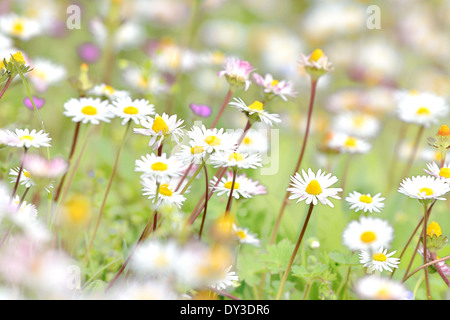 Marguerites dans une pelouse Banque D'Images