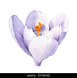 Crocus. Illustration à l'aquarelle sur fond blanc Banque D'Images