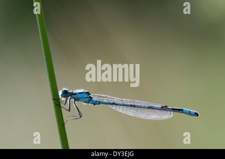 Une belle demoiselle bleu accroché à une tige d'herbe dans une prairie de Cumbrie. la petite profondeur de champ vraiment isoler l'insecte. Banque D'Images