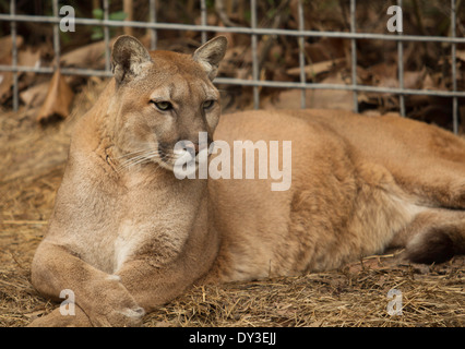 Repos Cougar au zoo Banque D'Images