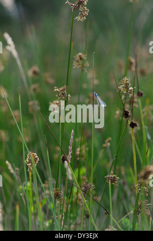 Une demoiselle bleue sur une tige d'herbe a montré dans son environnement, une prairie de Cumbrie Banque D'Images