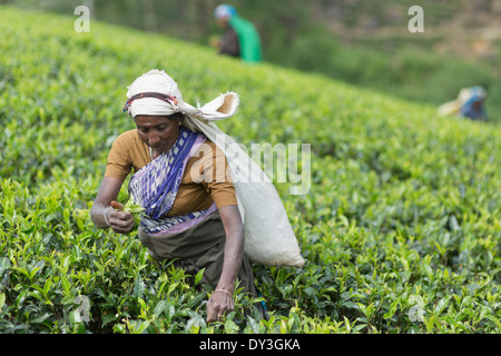 Nuwara Eliya, Sri Lanka. Les cueilleurs de thé à la plantation de thé de Pedro Banque D'Images