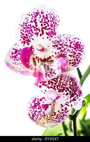 Motley en fleurs orchidée boutonneuses, isolé sur fond blanc Banque D'Images