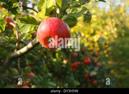 Ripe Red Apple sur un arbre prêt à prendre. Banque D'Images