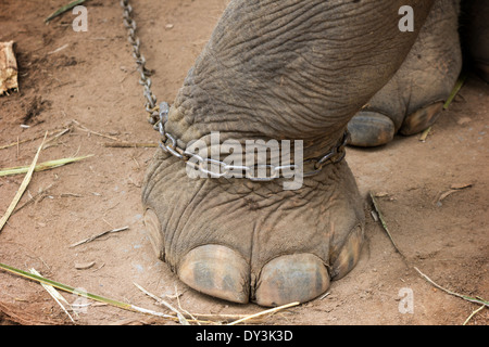 Un gros plan du pied d'éléphant attaché à une chaîne en métal Banque D'Images