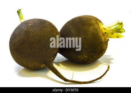 Radis d'hiver Photo noire sur un arrière-plan lumineux . Banque D'Images