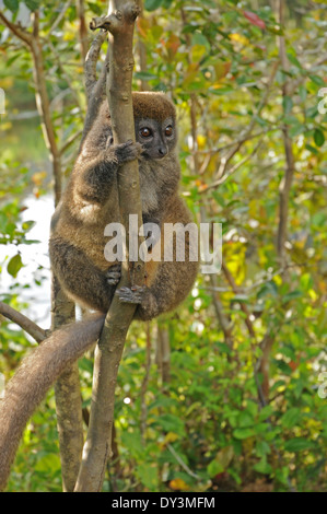 Hapalémur gris (Hapalemur griseus), aussi connu sous le doux gris de l'Est ou l'Est de lemur moindre hapalémur. Banque D'Images