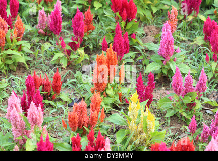 Lumineux colorés cockscomb fleurs du jardin Banque D'Images