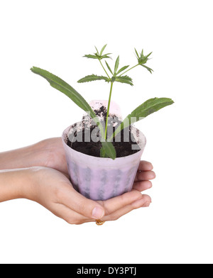 La main avec les jeunes plants de persil en petit pot sur fond blanc Banque D'Images