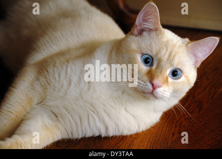 Un portrait d'un chat siamois flamepoint blanc aux yeux bleus. Banque D'Images