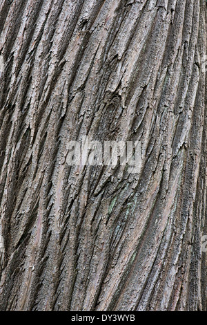 Castanea sativa. Sweet Chestnut Tree bark Banque D'Images