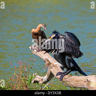 La confrontation des oiseaux d'aigrettes vert Banque D'Images