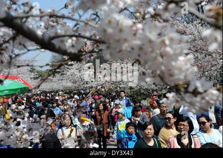 Qingdao, Chine, la province de Shandong. 6ème apr 2014. Les touristes voir les cerisiers en fleurs dans la ville de Qingdao, province de Shandong en Chine orientale, le 6 avril 2014. © Li Ziheng/Xinhua/Alamy Live News Banque D'Images