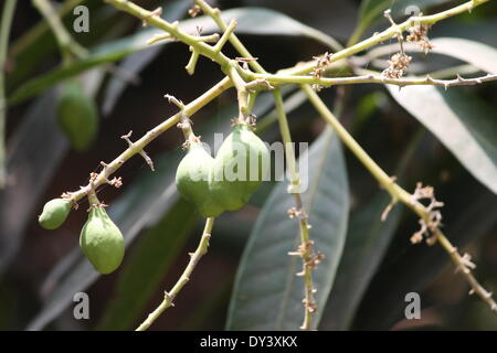 Ramakrishna Mission, Nala Road, Patna, Bihar, Inde, le 06 avril 2014. Les mangues arrivent au milieu du printemps, tourné à la Ramakrishna Mission. Credit : Rupa Ghosh/Alamy Live News. Banque D'Images