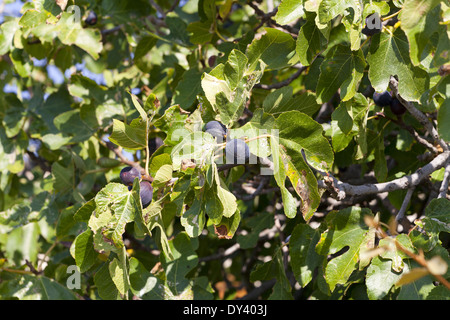 Figues rouge maturation sur l'arbre dans le sud de la France Banque D'Images