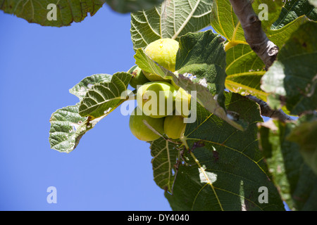 Twig aux figues sur l'arbre en face d'un ciel bleu dans le sud de la France Banque D'Images