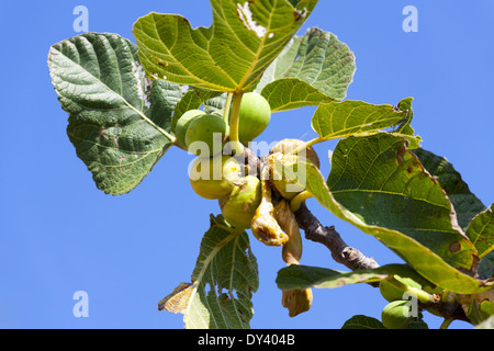 Twig aux figues sur l'arbre en face d'un ciel bleu dans le sud de la France Banque D'Images