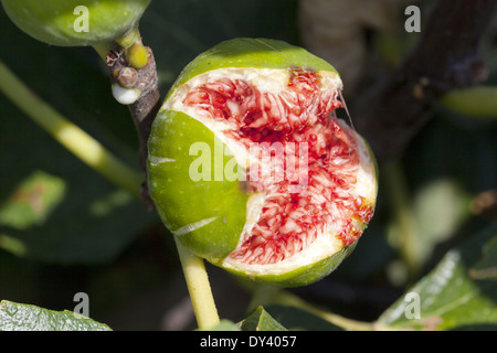 Close up of a fig fendu de mouches on tree Banque D'Images