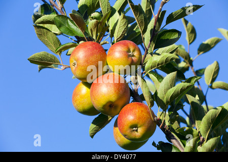 Close-up of fresh crisp pommes sur l'arbre contre le ciel bleu en été Banque D'Images