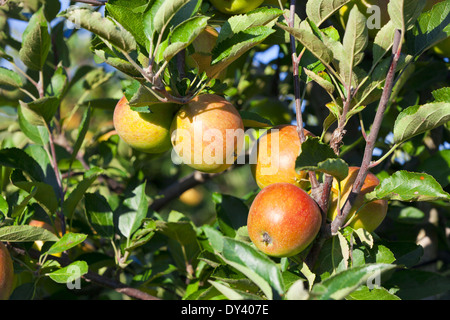 Close-up of fresh crisp pommes sur l'arbre juste avant la récolte en été Banque D'Images