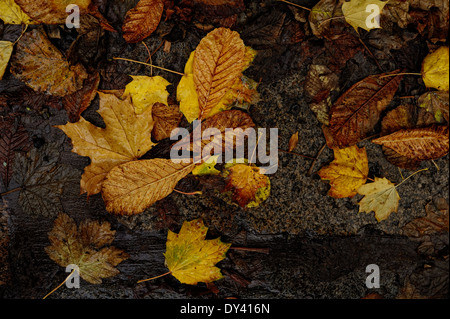 Les feuilles d'automne sur humide, gris, dalles de granit Banque D'Images