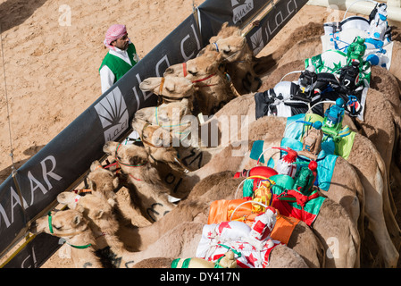 Départ au festival de courses de chameaux à Al Marmoum les courses de chameaux racetrack à Dubaï Émirats Arabes Unis Banque D'Images