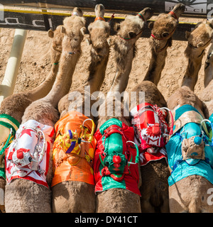 Départ au festival de courses de chameaux à Al Marmoum les courses de chameaux racetrack à Dubaï Émirats Arabes Unis Banque D'Images