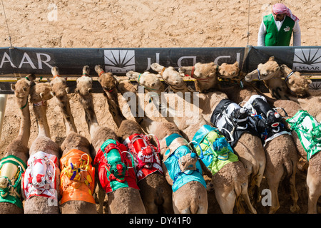 Départ au festival de courses de chameaux à Al Marmoum les courses de chameaux racetrack à Dubaï Émirats Arabes Unis Banque D'Images