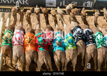 Départ au festival de courses de chameaux à Al Marmoum les courses de chameaux racetrack à Dubaï Émirats Arabes Unis Banque D'Images