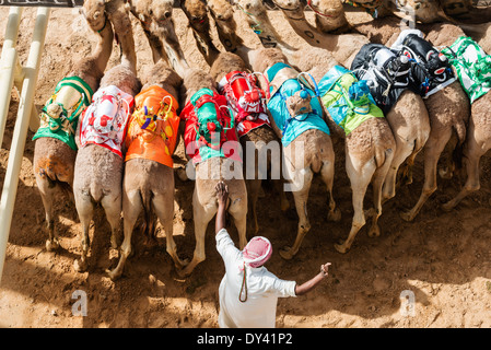 Départ au festival de courses de chameaux à Al Marmoum les courses de chameaux racetrack à Dubaï Émirats Arabes Unis Banque D'Images