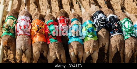 Départ au festival de courses de chameaux à Al Marmoum les courses de chameaux racetrack à Dubaï Émirats Arabes Unis Banque D'Images