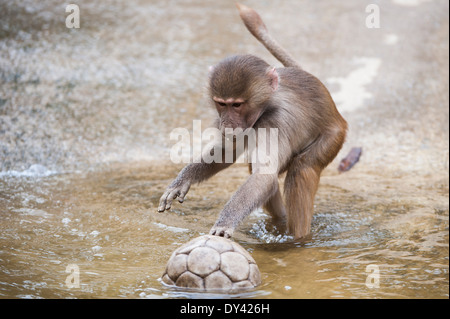 Der Mantelpavian (Papio hamadryas), l'hamadryas baboon, Monkey,Affe, Primat, Cub, dans l'eau pour une balle, Banque D'Images