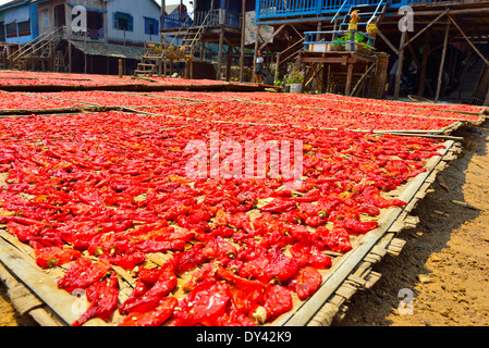 Piments préparés cuits et salés de sous les maisons stilt laissées sur des plateaux de bambou dehors au soleil sec, Cambodge Banque D'Images