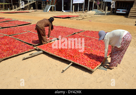 Piments Chili cuits et salés préparés sur des plateaux de bambou étant pris au soleil sec par les femmes des maisons de pilotis, Cambodge, Asie du Sud-est Banque D'Images