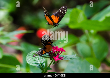 Une paire de papillons (Heliconius Hecale Longwing hecale) danse autour de fleurs rouges. Monteverde, Costa Rica. Banque D'Images