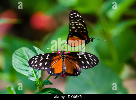 Une paire de papillons (Heliconius Hecale Longwing hecale) danse autour de fleurs rouges. Monteverde, Costa Rica. Banque D'Images