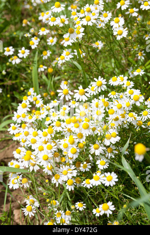 A côté d'un croissant marguerites champ de maïs en France en juillet. Banque D'Images