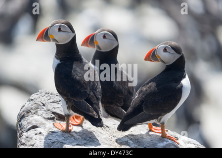 Les Macareux sur les trois îles Farne Banque D'Images