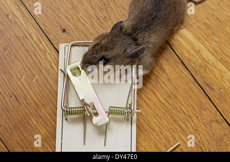Mousetrap avec dead mouse sur un sol en bois Banque D'Images