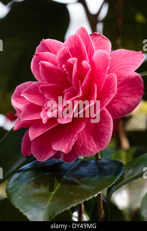 Seule la fleur de Camellia japonica 'double formel Rubescens Major' dans la collection nationale, Mt Kilbirnie Banque D'Images